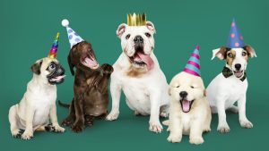 Pet party